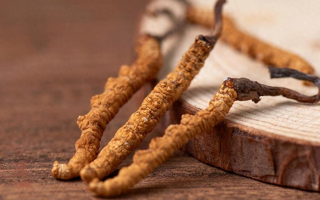 吃冬蟲夏草的好處有哪些？科學(xué)解讀這株"雪山黃金"的養(yǎng)生價(jià)值