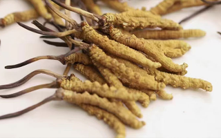冬蟲(chóng)夏草怎么分辨新鮮的