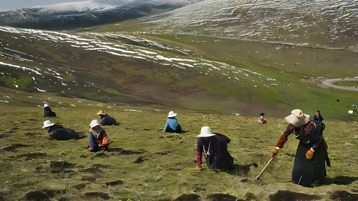 西藏鮮冬蟲夏草<a href=http://m.sdzhinong.com/ target=_blank class=infotextkey><a href=http://m.sdzhinong.com/s/nqcc/ target=_blank class=infotextkey>那曲蟲草</a></a>