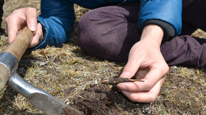 野生冬蟲夏草如何采收