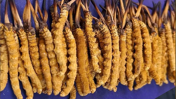 那曲新鮮<a href=http://m.sdzhinong.com/jianbie/ target=_blank class=infotextkey>冬蟲(chóng)夏草鑒別</a>