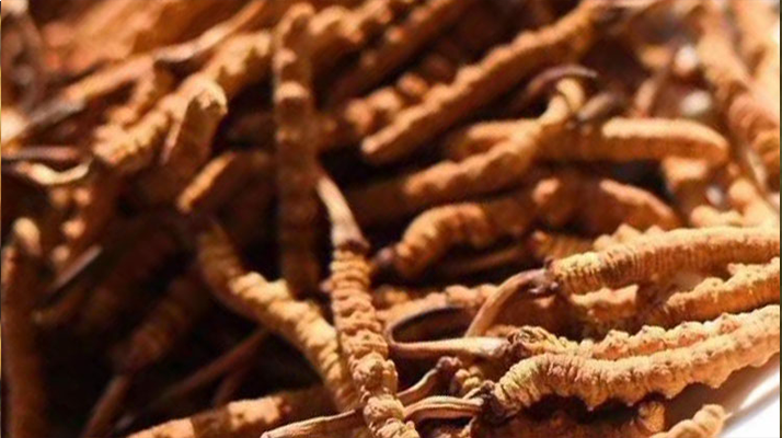 野生<a href=http://m.sdzhinong.com/jiage/ target=_blank class=infotextkey>冬蟲夏草多少錢</a>一克