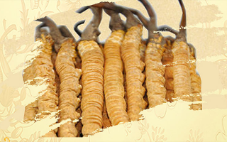 冬蟲夏草藥用價(jià)值很高嗎