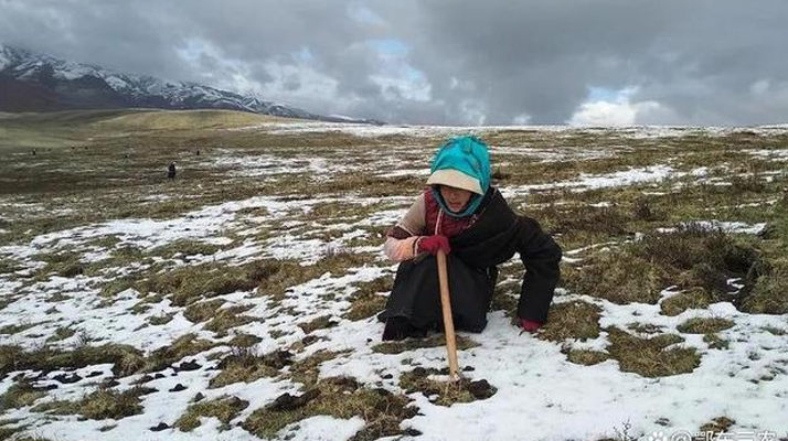 冬蟲(chóng)夏草惡劣采摘環(huán)境