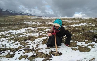 冬蟲(chóng)夏草惡劣采摘環(huán)境