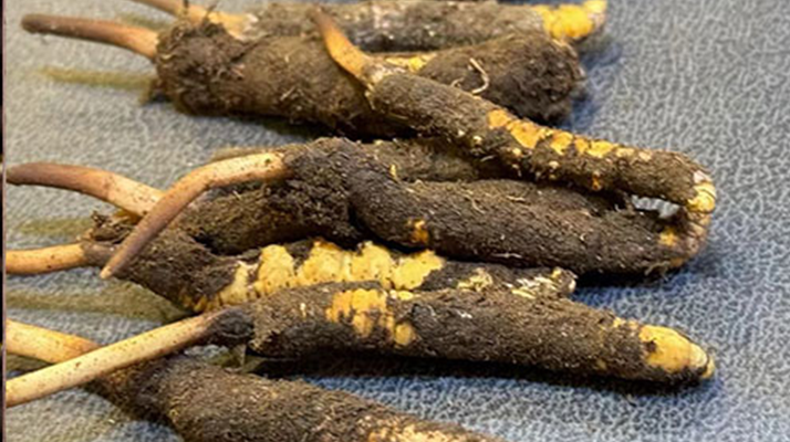 鮮的冬蟲夏草可以泡酒嗎