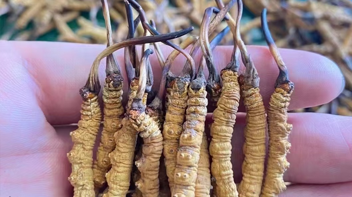 冬蟲(chóng)夏草曬干幾克最好:按需定重的科學(xué)指南