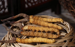 冬蟲(chóng)夏草怎么分辨真假：6 步實(shí)用鑒別法