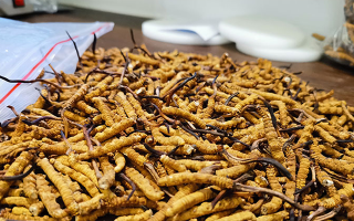 辨別新鮮冬蟲(chóng)夏草真假的實(shí)用指南