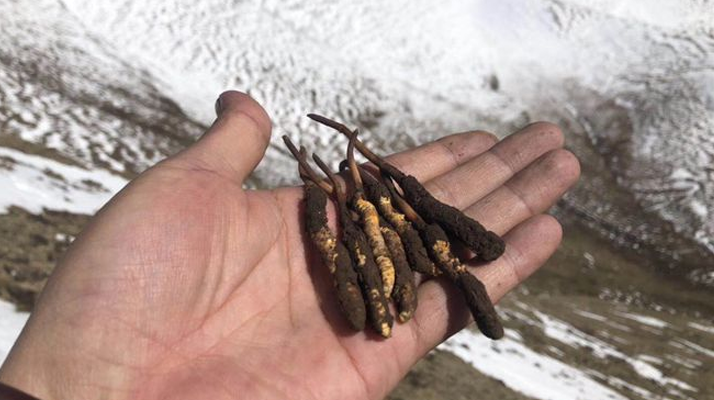 冬蟲(chóng)夏草什么季節(jié)吃好