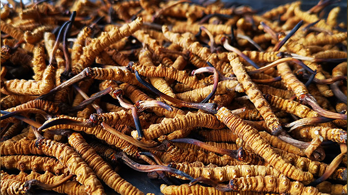 冬蟲夏草是怎么形成的