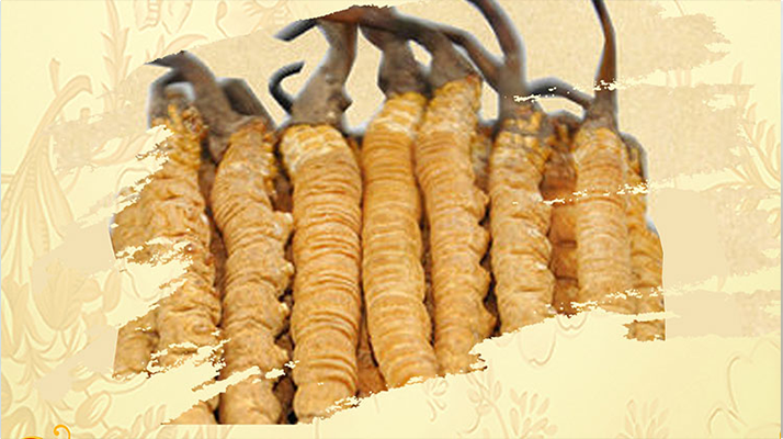 <a href=http://m.sdzhinong.com/ target=_blank class=infotextkey>冬蟲夏草</a>夏天如何保存