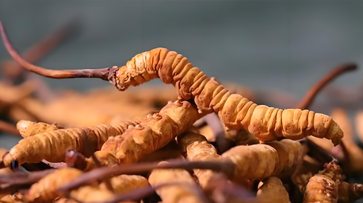 老人如何服用冬蟲(chóng)夏草