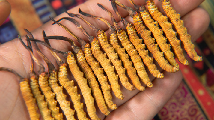 那曲<a href=http://m.sdzhinong.com/jiage/ target=_blank class=infotextkey>冬蟲夏草多少錢</a>一克