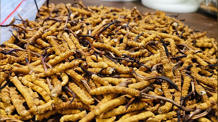 冬蟲夏草行情今日走勢