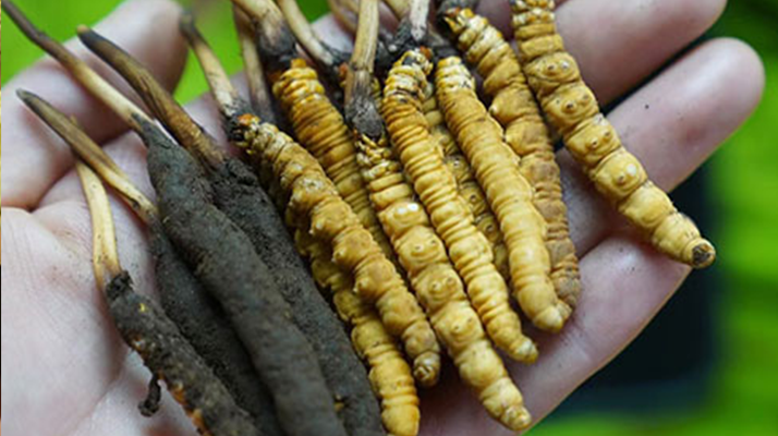 2025年那曲蟲草拍賣最高價創(chuàng)新高,55萬元紀錄誕生巴青縣第五屆采集活動