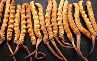 冬蟲夏草如何治百??？—— 科學(xué)看待滋補(bǔ)品的真實(shí)價(jià)值