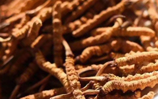 冬蟲夏草多久能長成？揭秘自然奇跡的成長奧秘