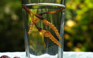 冬蟲夏草的奇跡：從自然到養(yǎng)生的傳奇之旅