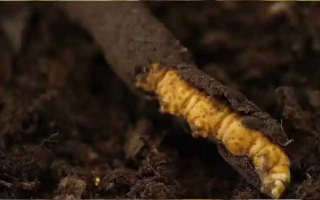 冬蟲夏草的價(jià)值揭秘：一顆價(jià)格究竟多少？