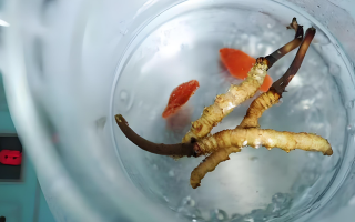 冬蟲夏草一天長多少株正常？揭開“靈芝之王”的成長秘密