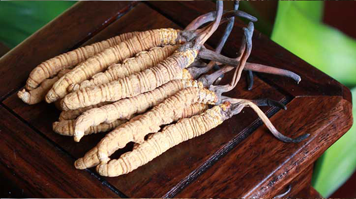 冬蟲(chóng)夏草應(yīng)該怎么存放