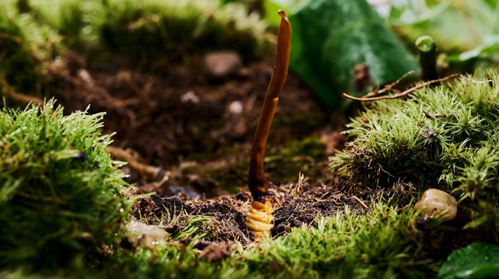 正宗那曲<a href=http://m.sdzhinong.com/xinxian/ target=_blank class=infotextkey>新<a href=http://m.sdzhinong.com/xinxian/ target=_blank class=infotextkey>鮮冬蟲夏草價格</a></a>