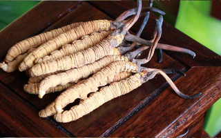 冬蟲夏草應(yīng)該怎么存放