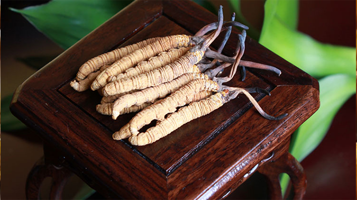 新鮮<a href=http://m.sdzhinong.com/jiage/ target=_blank class=infotextkey>冬蟲夏草的價格</a>一根