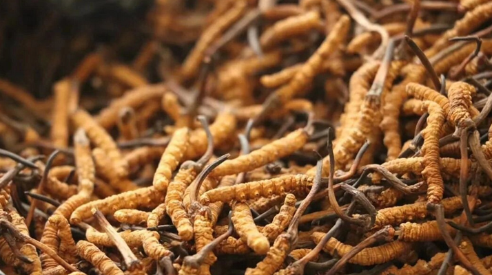 冬蟲夏草服用的五個常見誤區(qū)，很多人都中招了！