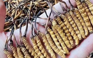 冬蟲夏草一克多少條？看懂規(guī)格，選對滋補品