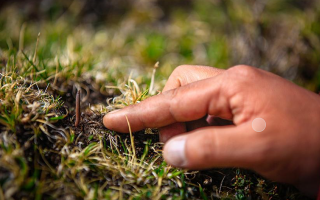 冬蟲夏草怎么找？自然采挖與市場獲取全指南