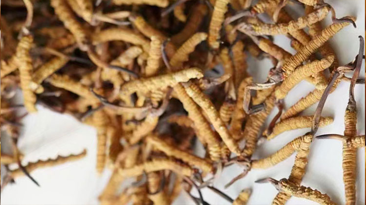 野生<a href=http://m.sdzhinong.com/jiage/ target=_blank class=infotextkey>冬蟲夏草價(jià)格</a>揭秘:多因素交織下的市場行情