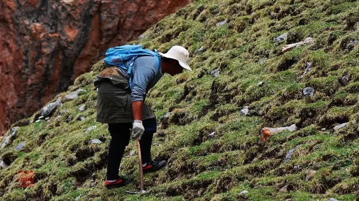 冬蟲夏草的采摘時(shí)間:自然節(jié)律與地域特性的雙重影響