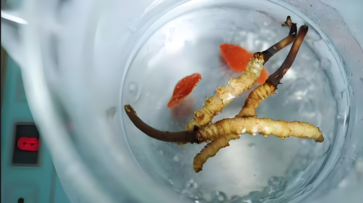 人參冬蟲(chóng)夏草枸杞泡酒:古法釀就的滋補(bǔ)佳釀