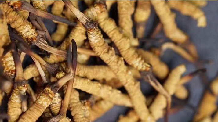 鹿茸和冬蟲夏草，誰(shuí)更 “值錢”？