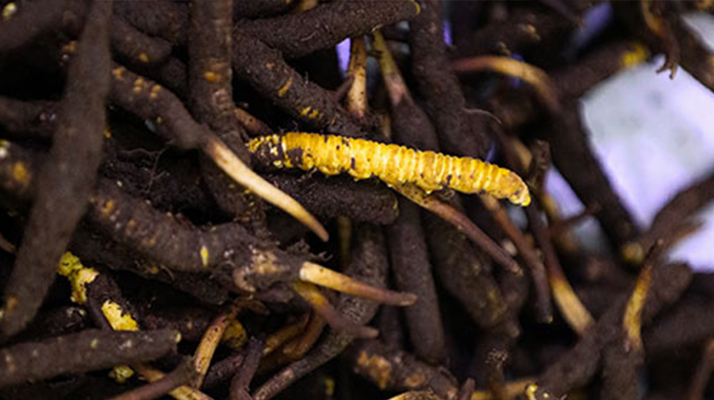 新鮮冬蟲夏草可以冷凍嗎？科學(xué)保存指南來了