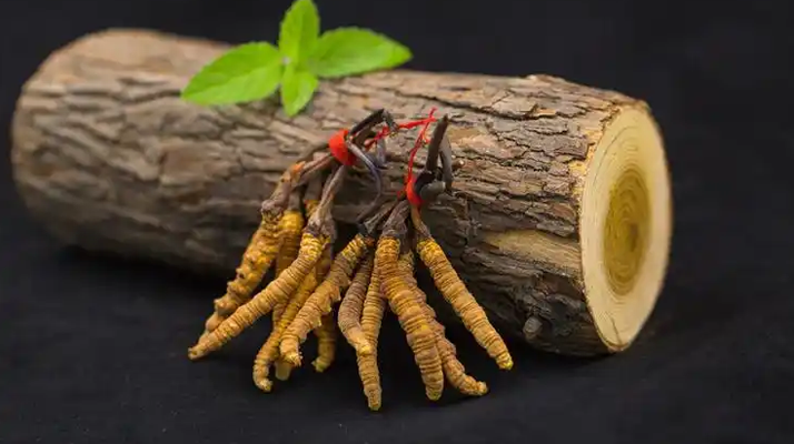 冬蟲夏草一開(kāi)始長(zhǎng)什么樣？從幼蟲到蟲草雛形的生長(zhǎng)歷程