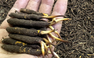 一天一根新鮮冬蟲夏草，這些功效藏不住