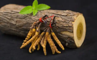 冬蟲夏草一開始長(zhǎng)什么樣？從幼蟲到蟲草雛形的生長(zhǎng)歷程