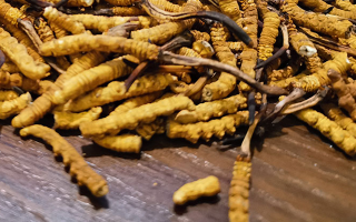 冬蟲夏草：壯陽補腎的功效解析與科學(xué)應(yīng)用?