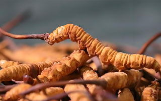 冬蟲夏草泡酒全攻略：所需材料、選材標(biāo)準(zhǔn)與準(zhǔn)備指南