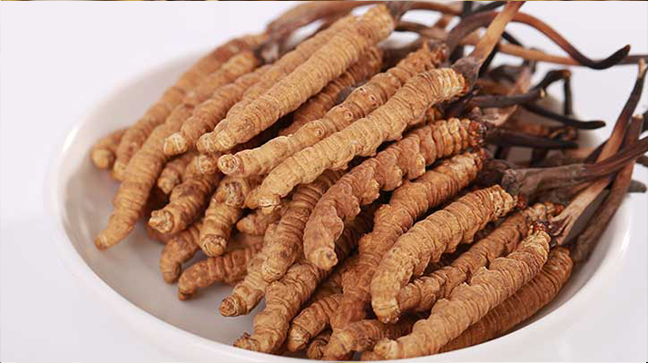 一只冬蟲夏草能泡多少酒？