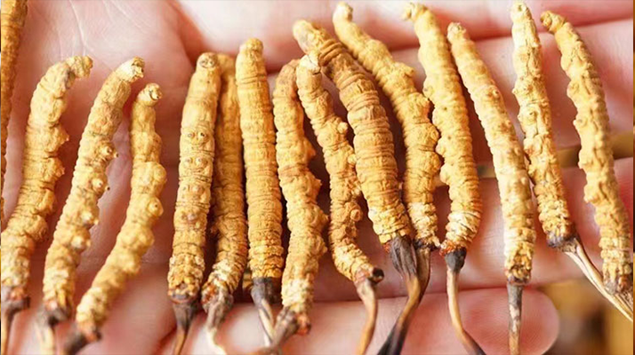 長(zhǎng)時(shí)間喝冬蟲夏草好嗎？科學(xué)視角下的利弊與飲用指南