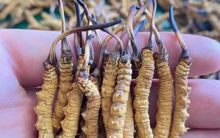 那曲冬蟲夏草泡水量多少合適？品質(zhì)適配的科學泡制指南