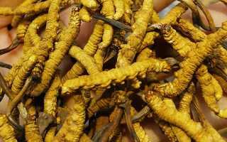 煮冬蟲夏草水能否泡茶？正確飲用方式與誤區(qū)解析