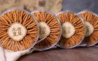 新鮮冬蟲夏草如何做酒？解鎖鮮蟲草泡酒的科學(xué)方法