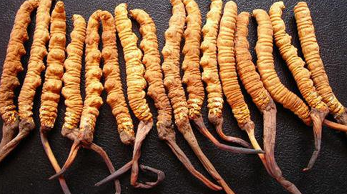  冬蟲夏草變質(zhì)啥味道？3類異味要警惕，學(xué)會辨