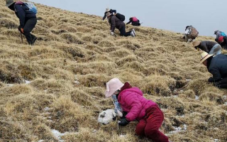 冬蟲夏草采挖看月份！4-7月各產(chǎn)區(qū)差異大，5-6月是“黃金窗口”