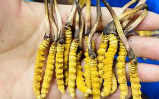 鮮冬蟲(chóng)夏草一次放幾克？不同人群用量指南